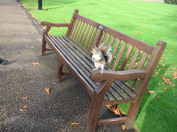 https://marpravda.ru/upload/iblock/588/squirrel_london_park_bench_193881.jpg