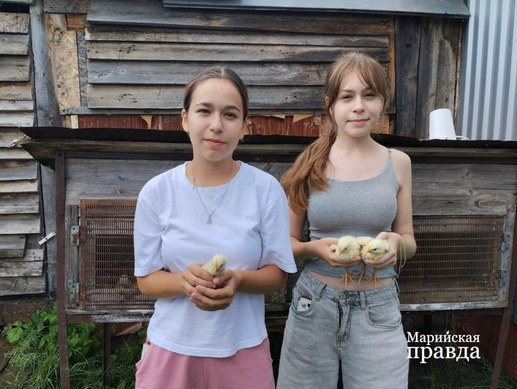 Дети ухаживали за цыплятами и во время каникул. Дети ухаживали за цыплятами и во время каникул 1.jpg
