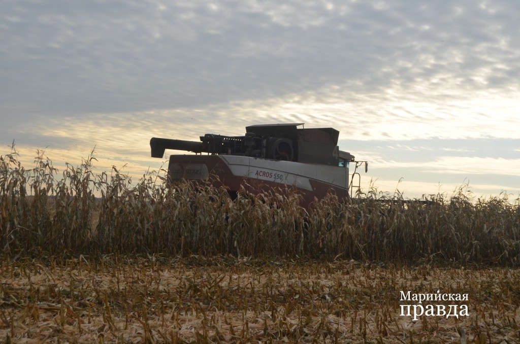 Комбайны обмолачивают последнюю полоску кукурузы. Комбайны обмолачивают последнюю полоску кукурузы 1.jpg