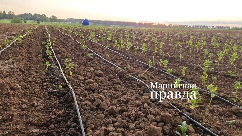 Для влаголюбивой мяты пришлось организовать капельный полив.. Для влаголюбивой мяты пришлось организовать капельный поли.jpg