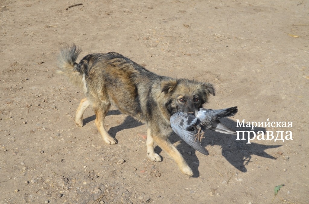 Бродяжки вынуждены сами себе добывать пропитание. Бродяжки вынуждены сами себе добывать пропитание..jpg